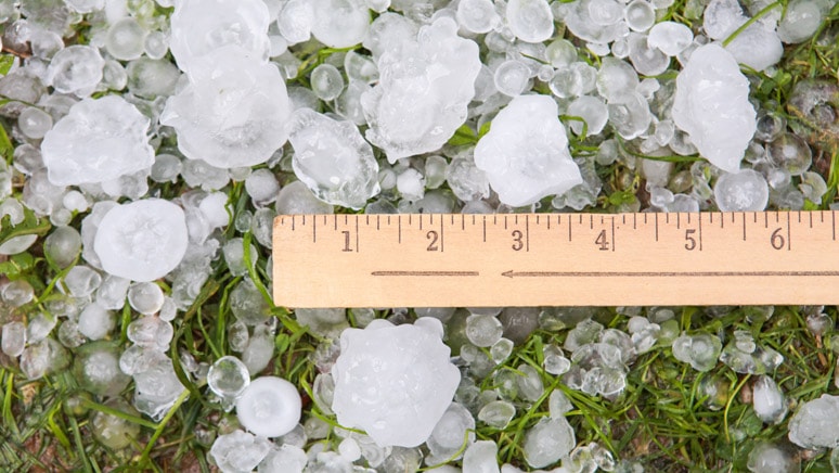 Numerous hailstones on green grass after a hailstorm being measured by a wooden ruler